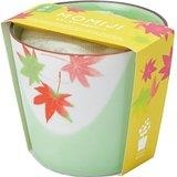 盆栽栽培セット もみじ ロフト