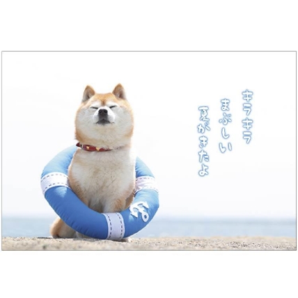 夏柄イヌ ポストカード うきわ ロフト