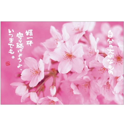 さくらポストカード 桜 ピンク ロフト