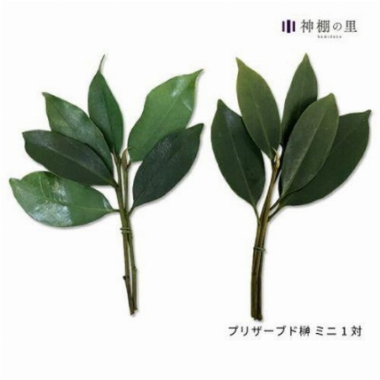 神棚の里 プリザーブド榊 ミニ ロフト