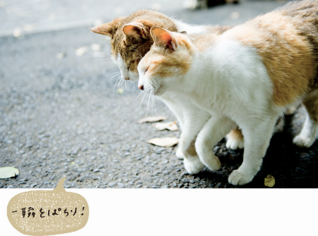 img_item_kotokiji_sub_01