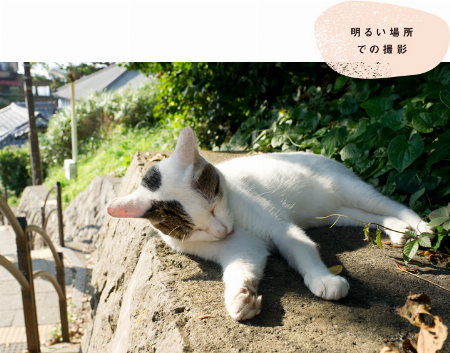 img_item_kotokiji_sub_01